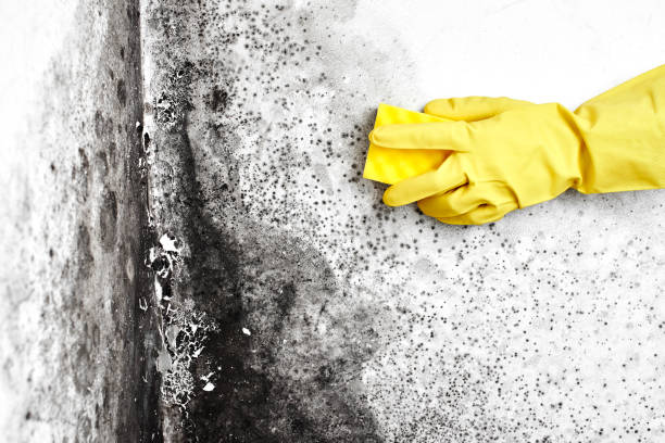 Best Residential Mold Removal  in St Anne, IL