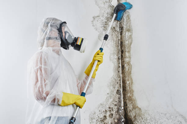 Best Crawl Space Mold Removal  in St Anne, IL
