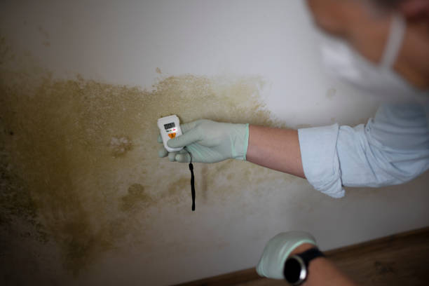 St Anne, IL Mold Removal Company