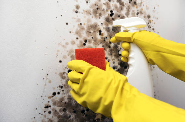 Best Mold Removal Specialists  in St Anne, IL