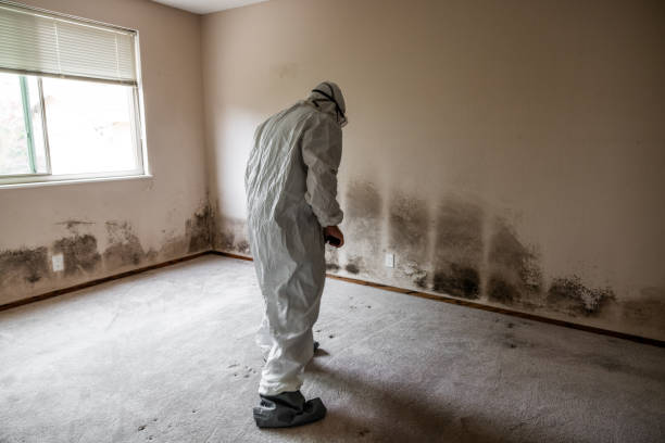 Best Local Mold Removal Service  in St Anne, IL