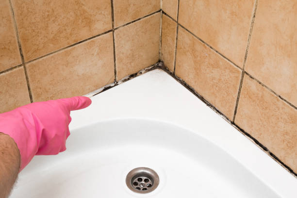 Best Toxic Mold Removal  in St Anne, IL