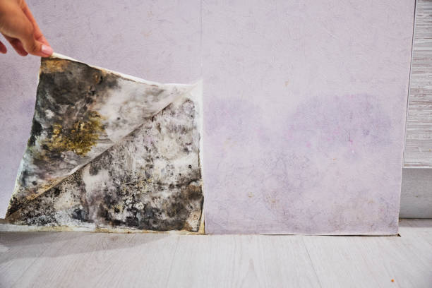 Best Home Mold Removal  in St Anne, IL